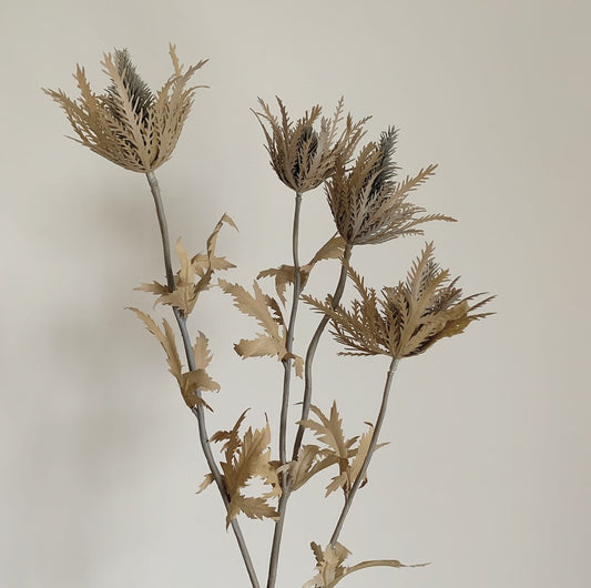 Dusky Brown Thistle Stem