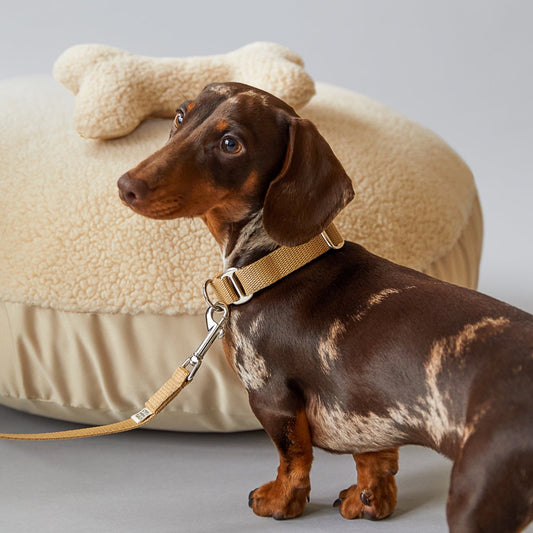 Neutral Bone Dog Toy