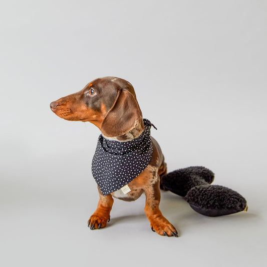 Black Bone Dog Toy